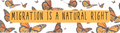 Migration is a natural right bumper sticker
